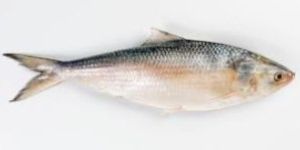 Katti Hilsa Fish