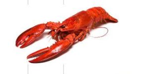 Whole Rock Lobster