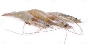 Whole Shrimp