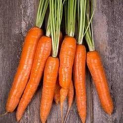 ROSSA F1 HY CARROT SEEDS