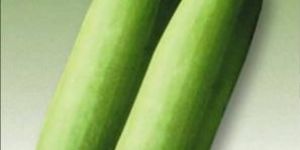 SHIV VAMAN BOTTLE GOURD SEEDS