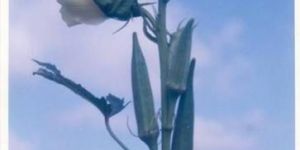 Sungold Op Okra Seeds