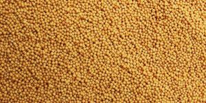 Yellow Mustard Seeds