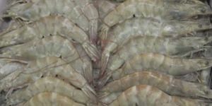 FROZEN HEAD ON VANNAMEI SHRIMP