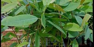 Eucalyptus Clone Plants