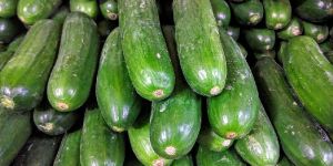 Cucumber