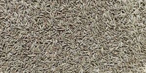 Cumin Seeds