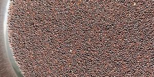 Mustard Seeds