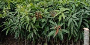 Kesar Mango Plant