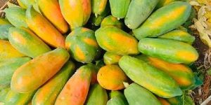 Red Lady Taiwan 786 Papaya Plant