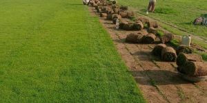 Natural Lawn Grass Carpet