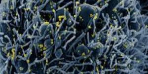 Sc21nC MAX Phase Powder