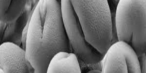 Ta2AIC MAXene Powder