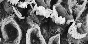 Ti2AIN MAX Phase Powder