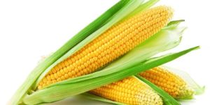 Yellow Maize