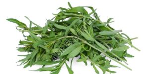 Tarragon Leaves