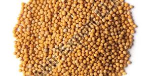 Yellow Mustard Seeds