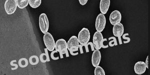 Gold Coated Tem Grids