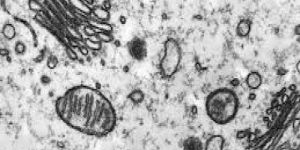 Nb2PC MAX Phase Powder