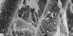 V2PC MAX Phase Powder