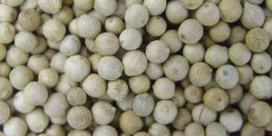 White Pepper Seeds