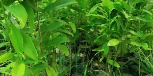 White Sandalwood Plant