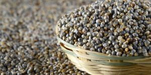Pearl Millet