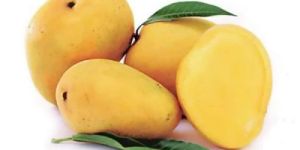 Fresh Badami Mango