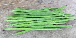 Moringa Pods
