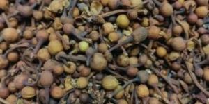 Nagkesar Seeds