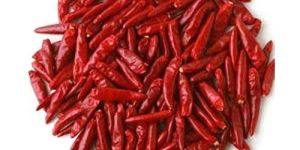 Stemless Red Chilli
