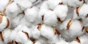 Raw Cotton
