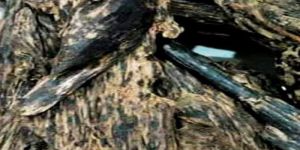 Agarwood