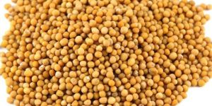Yellow Mustard Seeds