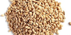 Barley Seeds