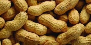 Shelled Peanuts