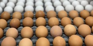 Wholesale White Chicken Eggs For Sale - Fresh White Table Chicken Eggs