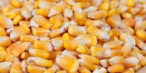 Yellow Corn Seeds