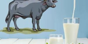 Buffalo Milk