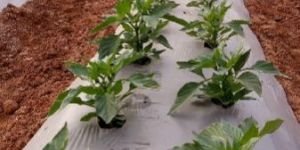 Mulching Sheet Film for Farming