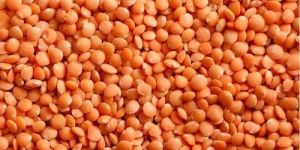 Red Lentils