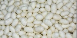 Silk Cocoons
