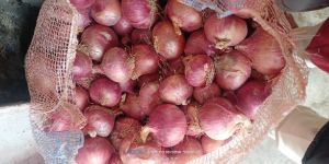 EXPORT QUALITY ONION