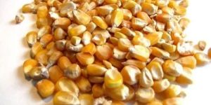 Poultry Feed Maize