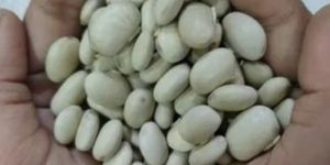 Mucuna Pruriens Seeds