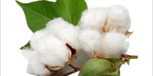Pure Raw Cotton