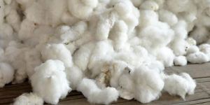 White Raw Cotton