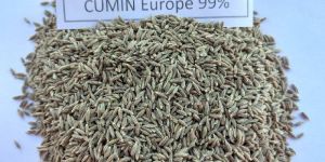 Cumin Seed