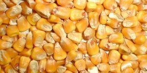 Animal Feed Yellow Maize Seeds