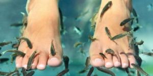 Farm Breed Dr Fish High Quality